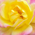 Žuta - ružičasta - Patuljasta ruža  - Baby Masquerade®
